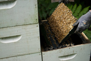 All Honey